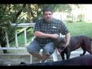 cane corso