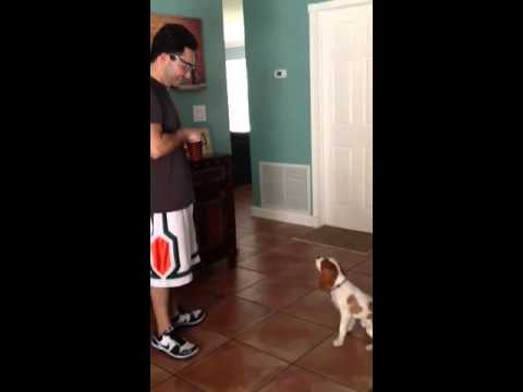 florida dog trainer - This is Joel and his dog Gatsby showing off their newest trick! Need help training your dog? Or just want to have fun with your dog or puppy? Give us a call!...