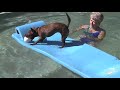 Dog in Water Dog in Water