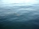 morning swim manhattan beach pier