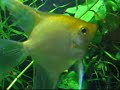 Riproduzione Pterophyllum Scalare (Angel Fish, Chiclid) Riproduzione Pterophyllum Scalare (Angel Fish, Chiclid)