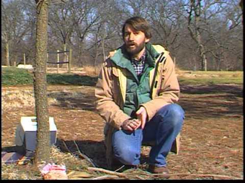 how to fertilize pecan trees in nc