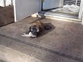 wheaten puppy with toy