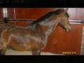 videos de smuggles