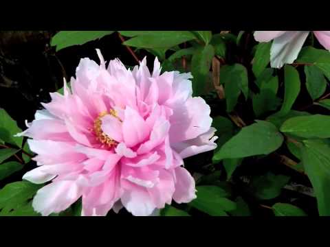 how to care tree peony