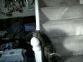 videos de Bailey pt 7 19122008