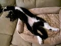 Is she dead?!  (sleeping cat with her eyes open)