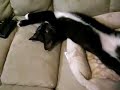 Is she dead?!  (sleeping cat with her eyes open)