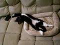 Is she dead?!  (sleeping cat with her eyes open)