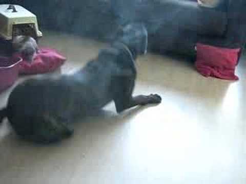 cane corso
