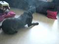 cane corso jack & Clay bordeaux/am.stafford ,miep