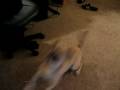 videos de MVI 0742
