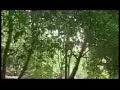 Dhamma Vihari 2