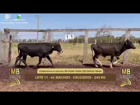 510� LEIL�O VIRTUAL MB LEIL�ES