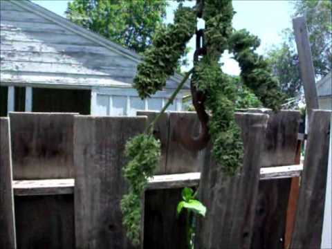 how to harvest blueberry seeds