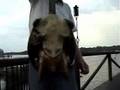 6.5 lb Softshell turtle on magic bait
