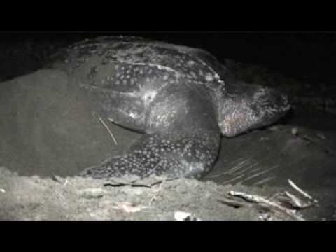 Leatherbacks: Litoghahira, Solomon ...