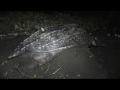 Leatherbacks: Litoghahira, Solomon Islands