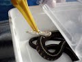 snake bite snake bite