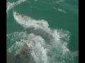 Tarpon Season 2007
