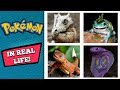 Pokemons de Carne y Hueso, si existen!!