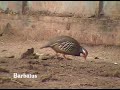 Perdiz roja - Alectoris rufa Perdiz roja - Alectoris rufa