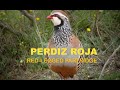 Perdiz roja - Alectoris rufa