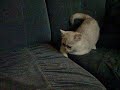 Billy burmilla playing