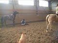 chute de cheval