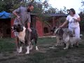 kaukasischer owtscharka,sarplaninac,tornjak,kangal
