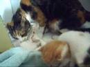 Charlie + kittens: taalles