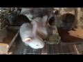Видео - Отсадка крольчат, как и когда отсаживать крольчат от мамы