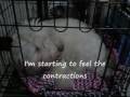 videos de Maltipoo puppies labor
