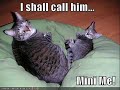 Made To Love Cats: A Tribute to TobyMac Made To Love Cats: A Tribute to TobyMac