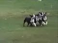 Caini haiosi!