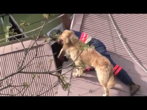 熊本地震被災者支援(2016年4月~2018年12月)