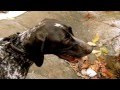 videos de A Dog Named Jack