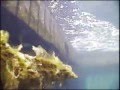 ROV in St. Lawrence River NY