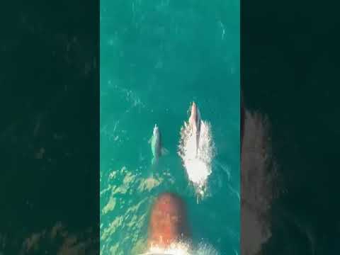 Elba, i delfini accompagnano la nave