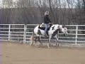 APHA Western Pleasure Mare by Zippos Old Gold