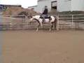 APHA Western Pleasure Mare by Zippos Old Gold