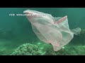 SEA PULSE films