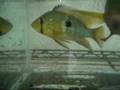 Geophagus Brasilliensis金手龍王繁殖了