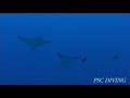 Maldives whale shark(?????????? Maldives whale shark(??????????