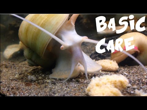 how to care apple snail
