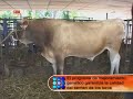 Ganadero Raza Carora