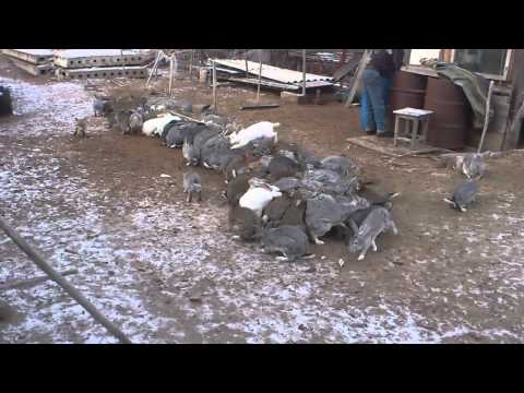 Кроликов смотреть онлайн видео в отличном качестве и без регистрации на Кроликов смотреть онлайн видео в отличном качестве и без регистрации на