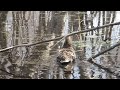 Click here to watch this video 20120425野幌森林公園大沢口前オタマの池 カルガモの寛ぎ Ⅰ.MOV