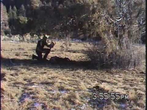 Cattle Mutilation Colorado 2009