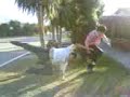 lazo 3 lazo 3